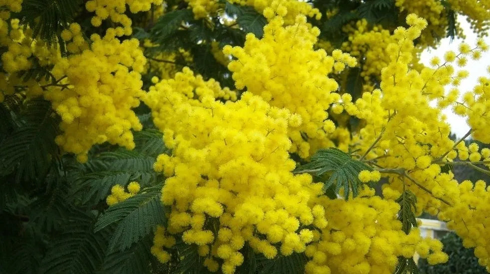 Acacia Blumensamen zur Aussaat Bestäuber freundlich Traditionssorte & ohne Gentechnik Samen Hausgarten