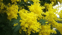 Acacia Blumensamen zur Aussaat Bestäuber freundlich Traditionssorte & ohne Gentechnik Samen Hausgarten
