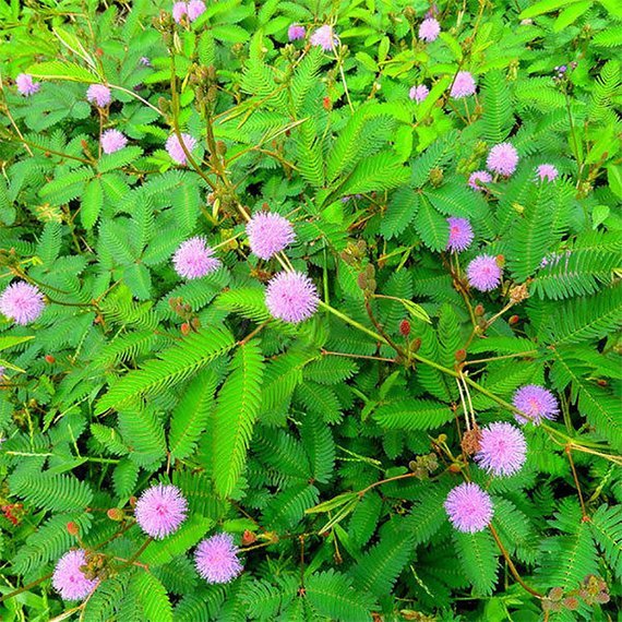 Plantas Sensibles Blumensamen zur Aussaat – robust Sorte – Traditionssorte & ohne Gentechnik Samen Hausgarten