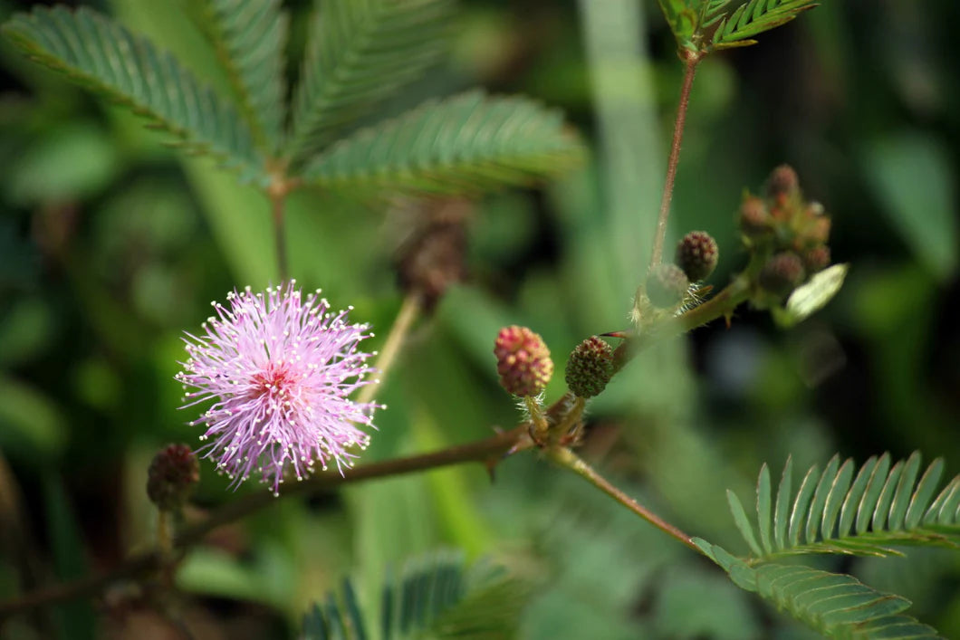 Gemischt Mimosa Pudica Blumensamen zur Aussaat – leuchtend – Traditionssorte & ohne Gentechnik Samen Hausgarten