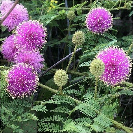 Lila Mimosa Pudica Blumensamen zur Aussaat Schnitt Blume beliebt Traditionssorte & ohne Gentechnik Samen Hausgarten