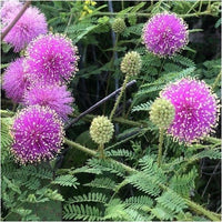 Lila Mimosa Pudica Blumensamen zur Aussaat Schnitt Blume beliebt Traditionssorte & ohne Gentechnik Samen Hausgarten