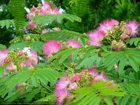Perfume Albizia Mimosa Blumensamen zur Aussaat Bestäuber freundlich Traditionssorte & ohne Gentechnik Samen Hausgarten
