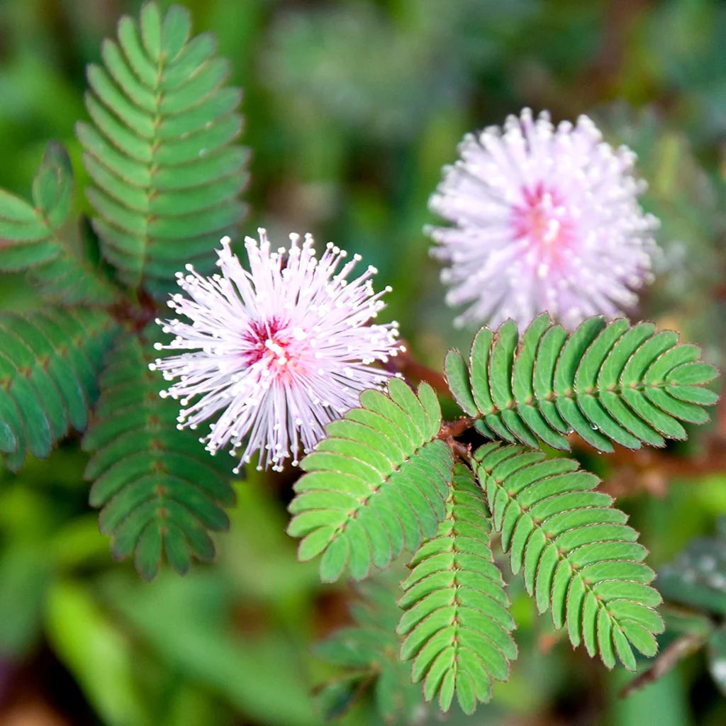 Lila Mimosa Pudica Blumensamen zur Aussaat Schnitt Blume beliebt Traditionssorte & ohne Gentechnik Samen Hausgarten