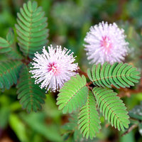 Planting Samen: Green Mimosa Pudica