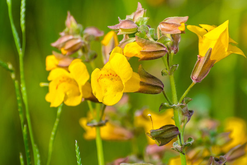 Gelb Mimulus Guttatus Blumensamen zur Aussaat