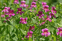 Lila Mimulus Lewisii Blumensamen zur Aussaat – Anzucht – Traditionssorte & ohne Gentechnik Samen Hausgarten