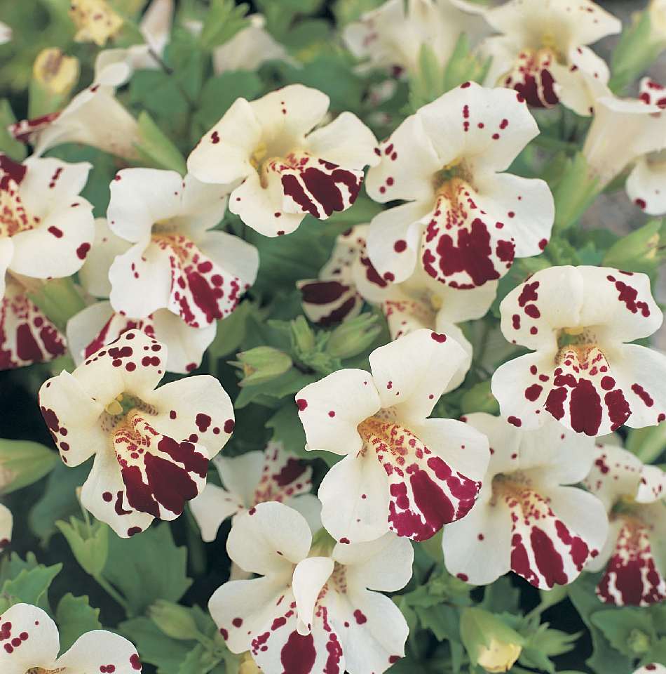 Weiß Mimulus Hybridus Blumensamen zur Aussaat – saisonal Dauerblüher – Traditionssorte & ohne Gentechnik Samen Hausgarten