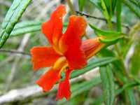 Rot Monkey Blumensamen zur Aussaat und Gardening