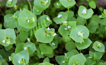 Miner’s Lettuce Claytonia perfoliata vegetable Samen for Aussaat