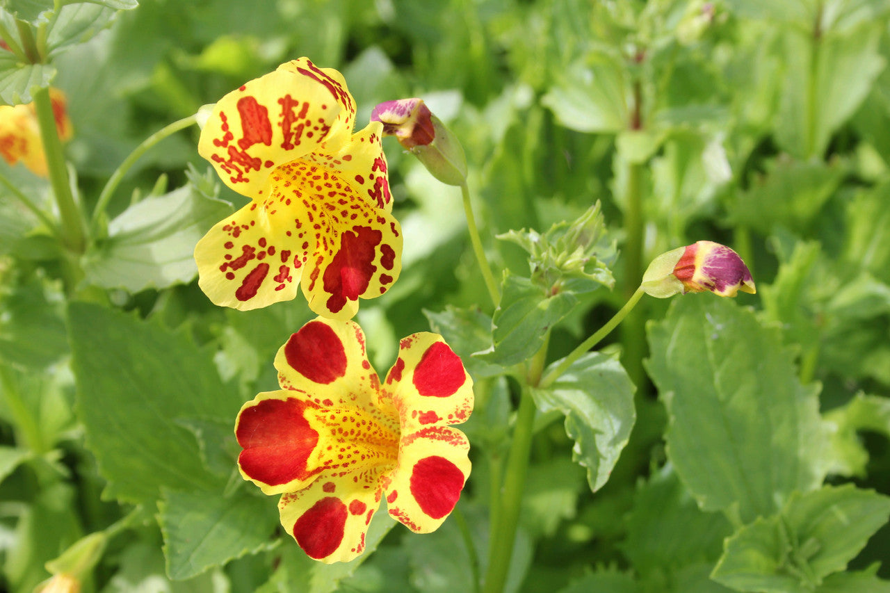 Mimulus Luteus Blumensamen zur Aussaat – Drought verträglich – Traditionssorte & ohne Gentechnik Samen Hausgarten