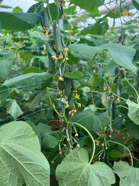 Mini cucumber pflanze wachsend in a container garten