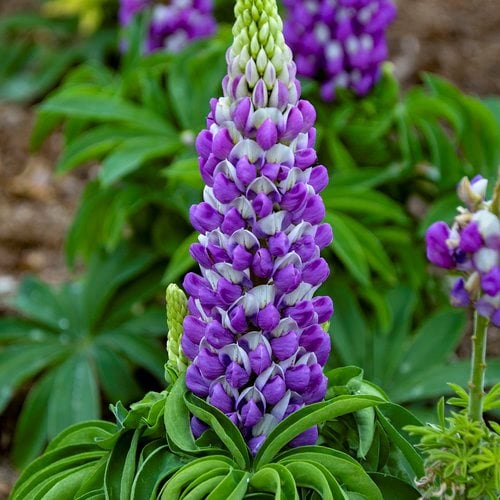 Lupine popsicle blau samen for vibrant garten blumen