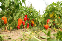 Mini süße pepper pflanzen wachsend in a home garten raised bed