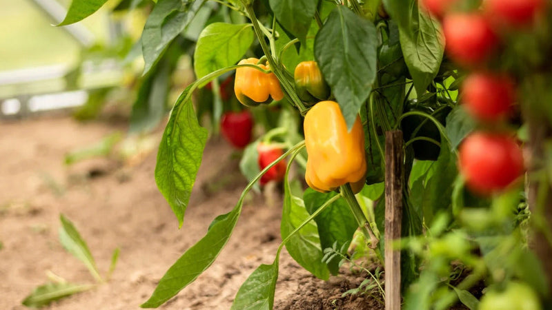 Mini süße pepper samen für aussaat capsicum annuum mix