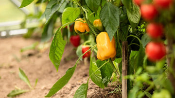 Mini süße pepper samen für aussaat capsicum annuum mix