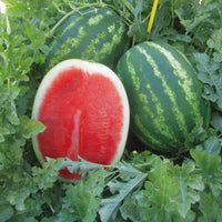 Mini watermelon fruit gezogen aus bonsai watermelon samen