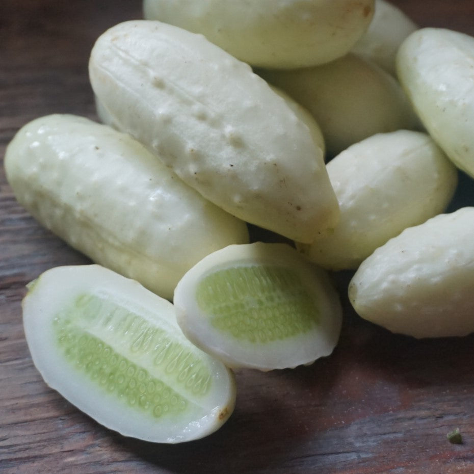 Mini weiße cucumber samen für home gardens