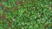 Miniature white clover lawn Samen