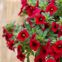 Calibrachoa Blumensamen zur Aussaat leuchtend Traditionssorte & ohne Gentechnik Samen Hausgarten