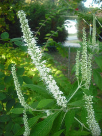 Mint Bush Samen Elsholtzia stauntonii Alba producing white fragrant Blume spikes