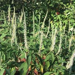 Mint-scented foliage of Elsholtzia stauntonii grown from Samen