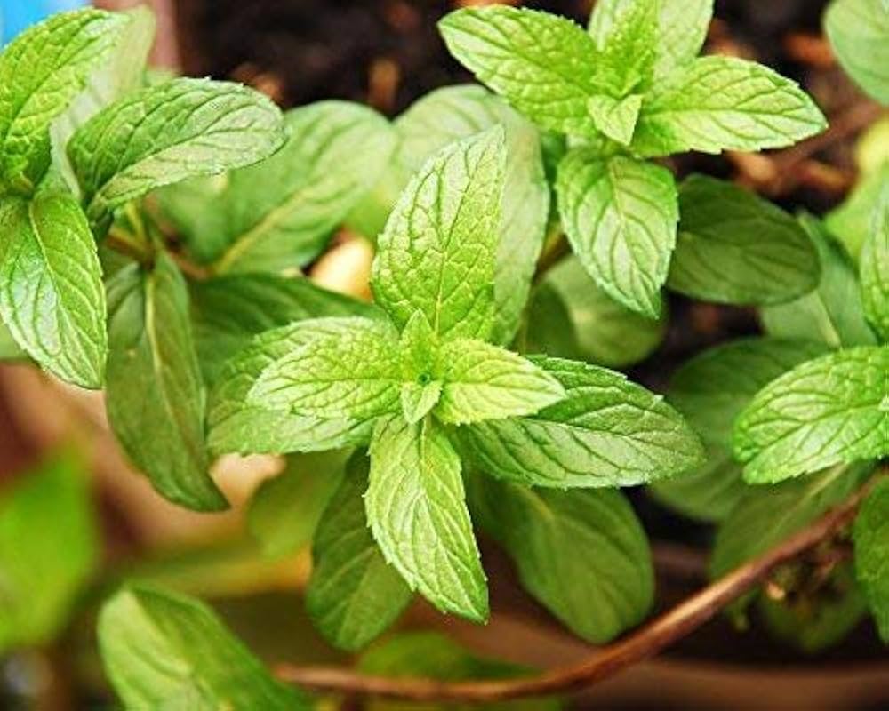 Mint Blume clusters attracting pollinators grown from Samen