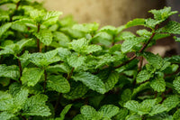 Mint Pflanze Samen Germinating in Moist Soil