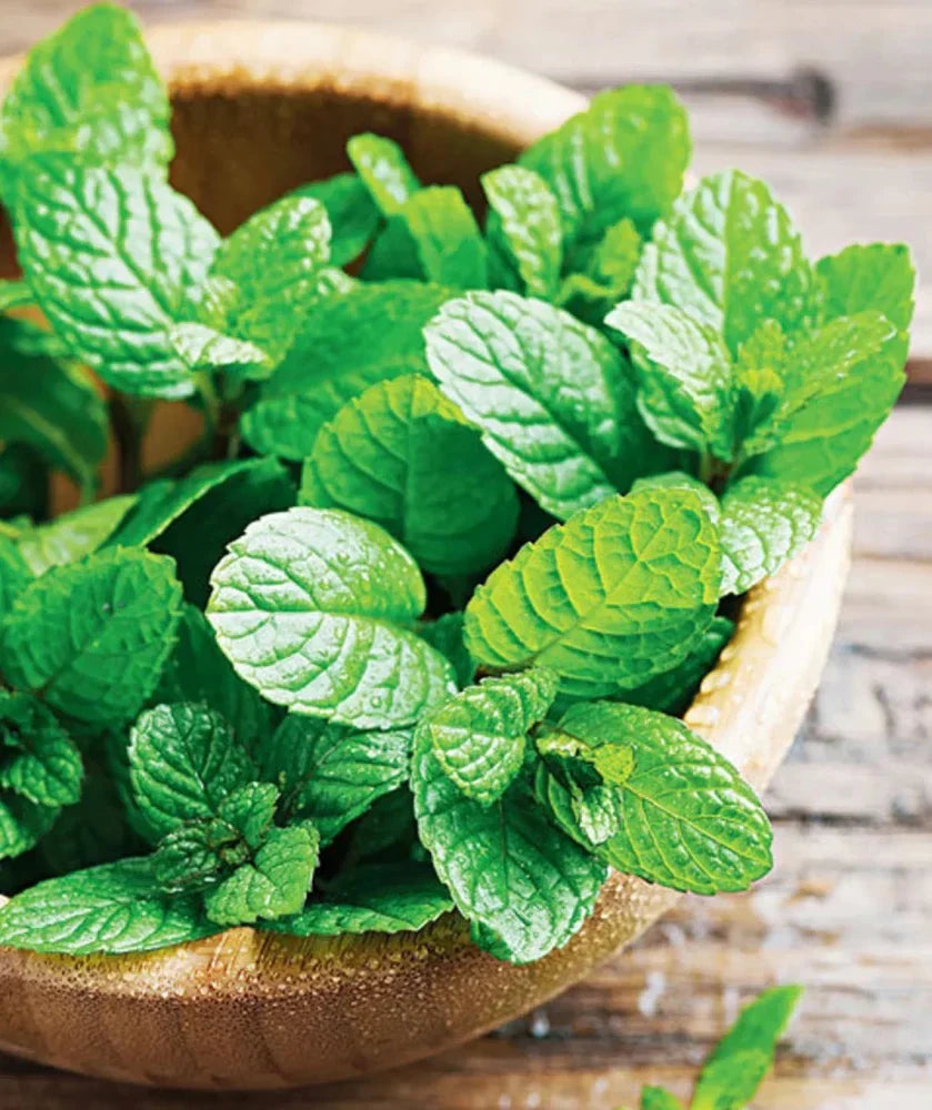Mint Kraut flourishing in kitchen Garten