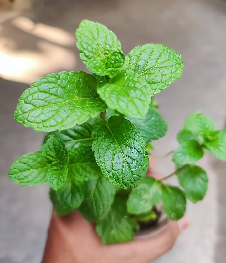 Close-up of aromatic mint leaves wachsend in garten