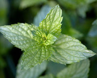 Mint Blumensamen zur Aussaat – Schnitt Blume beliebt – Traditionssorte & ohne Gentechnik Samen Hausgarten