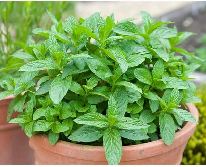 Mint Pflanze Samen for Easy Zuhause Garten Aussaat
