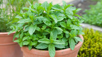 Step-by-step aussaat guide für mint samen