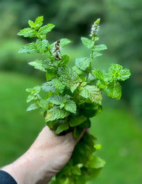Young Mint Seedlings Anbau Indoors