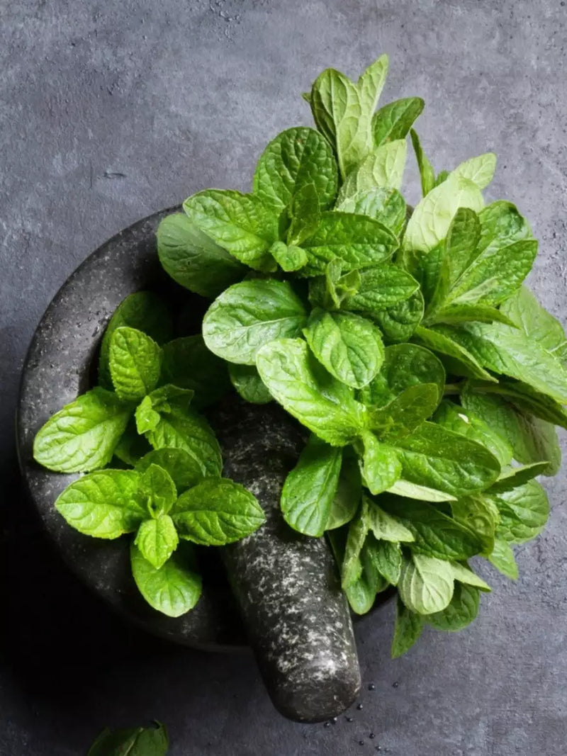 Mint samen für pots and outdoor gardens