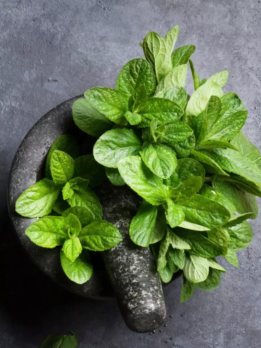 Mint samen für pots and outdoor gardens