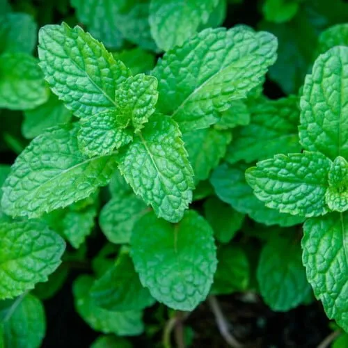 Mint Samen Mentha ornamental green foliage Kraut