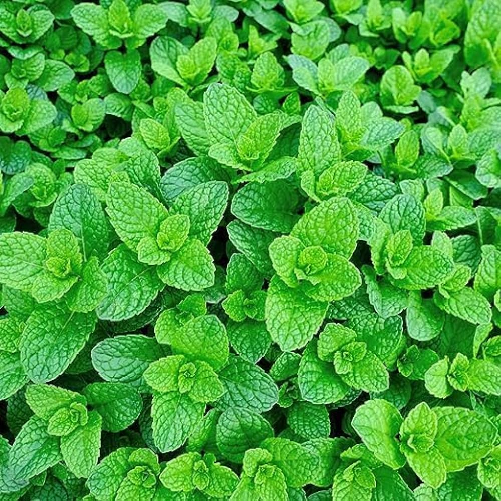Non-gmo mint samen für home garten aussaat