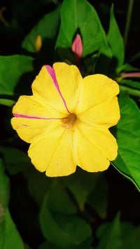 Gelb Mirabilis Blumensamen zur Aussaat – Bestäuber freundlich – Traditionssorte & ohne Gentechnik Samen Hausgarten