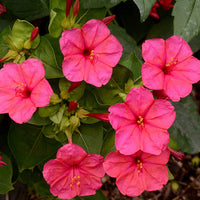 Gemischt Mirabilis Jalapa Blumensamen zur Aussaat duftend einjährig Blüten für Ihren Garten.