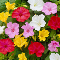 Mirabilis blume samen
