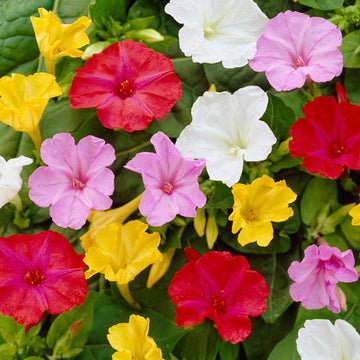 Mirabilis blume samen