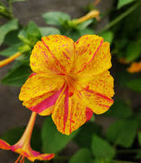 Mirabilis blumen blooming in home garten