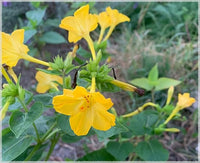 Gelb mirabilis blumen wachsend in garten bed