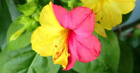 Gemischt Mirabilis Jalapa Blumensamen zur Aussaat duftend einjährig Blüten für Ihren Garten.
