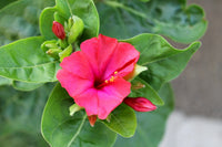 Rot Mirabilis Scarlet Blumensamen zur Aussaat farbenfroh Schau Traditionssorte & ohne Gentechnik Samen Hausgarten