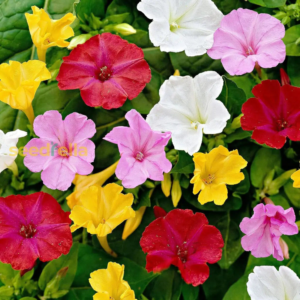 Mirabilis jalapa blume samen for anpflanzung