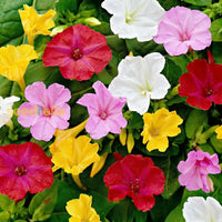 Mirabilis jalapa blume samen for anpflanzung