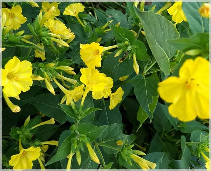 Mirabilis jalapa pflanze with grün foliage and gelb blossoms