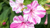 Rosa Weiß Mirabilis Blumensamen zur Aussaat – Traditionssorte ohne Gentechnik biologisch Garten Samen Keimung